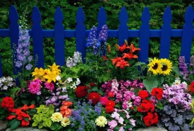 Colorful Garden Flowers Against Blue Fence