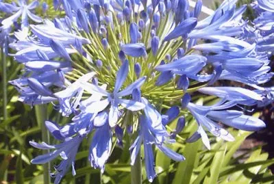 agapanthe jigsaw puzzle