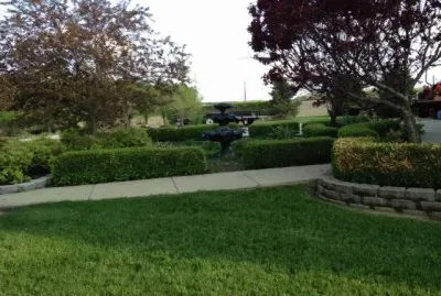My backyard