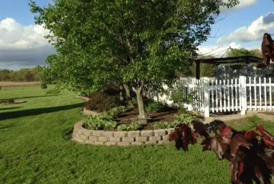 My back yard