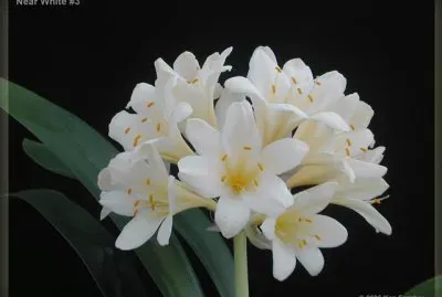 clivia jigsaw puzzle