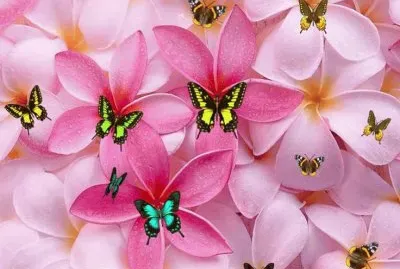 Flowers and Butterflies