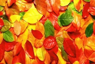 autumn 44 jigsaw puzzle