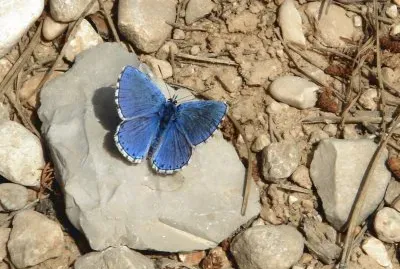mariposa jigsaw puzzle