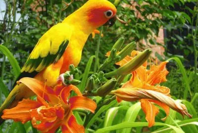 AGAPORNI ELEGANTE Y BELLO