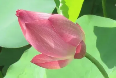 è“®èŠ±