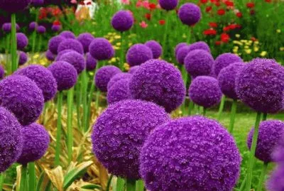 Allium
