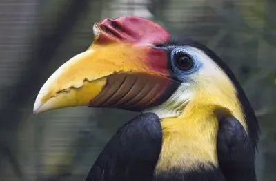 Wrinkled Hornbill  Aceros Corrugatus  Malaysia