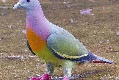 Pink-Necked Green Pigeon  Treron Vernans