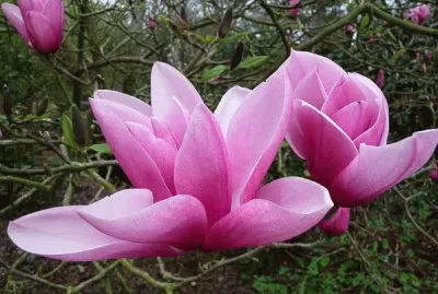 פאזל של magnolia