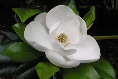 magnolia