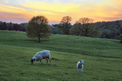Lamb sunset
