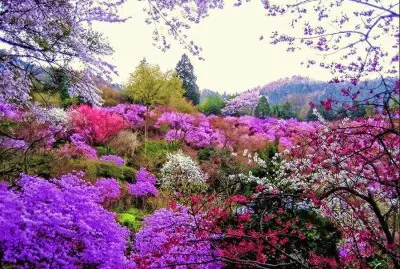 פאזל של fleurs