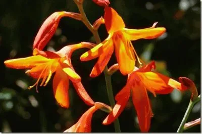 montbretia jigsaw puzzle