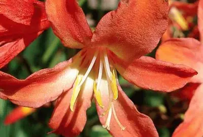 crocosmia jigsaw puzzle