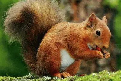 Esquirol