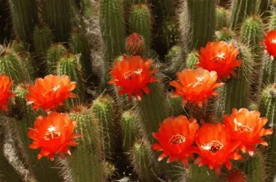 Flowering Cactus  Arizona  USA