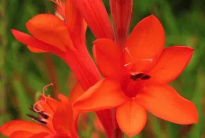 watsonia jigsaw puzzle