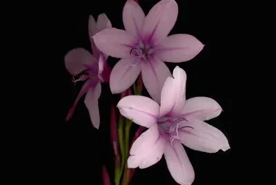 watsonia jigsaw puzzle