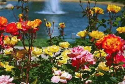 - rosas