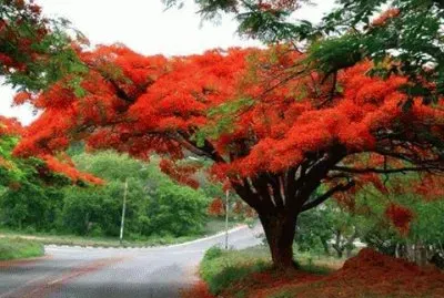 - beleza