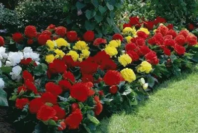 - flores
