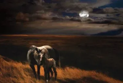 - cavalo... jigsaw puzzle