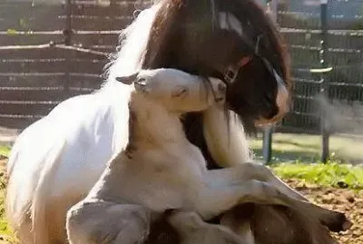 פאזל של - cavalo!.