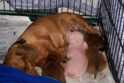 - mÃ£e adotou um porquinho