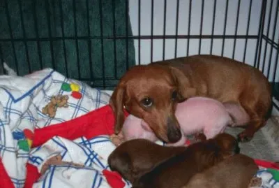 - mÃ£e carinhosa adota porco