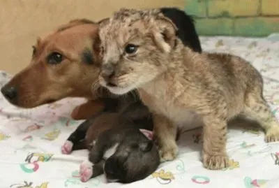 - cadela amamenta leÃ£ozinho como se fosse o seu