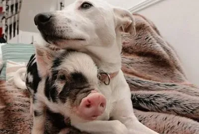 - cadela adota um porquinho