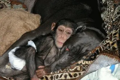 - chipanze Ã© adotado por uma cadela.