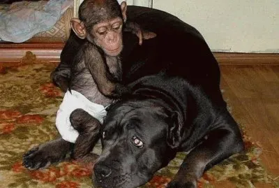 - chipanze Ã© adotado por uma cadela....