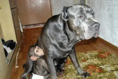 - chipanze Ã© adotado por uma cadela......