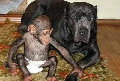 - chipanze Ã© adotado por uma cadela,