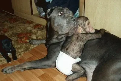 - chipanze Ã© adotado por uma cadela!