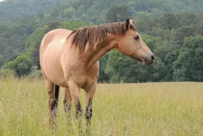 Horse jigsaw puzzle
