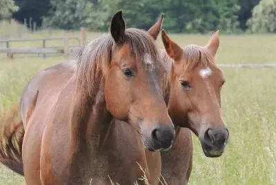 Horses jigsaw puzzle