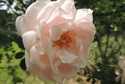 Pink Rose jigsaw puzzle