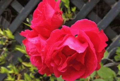 Roses jigsaw puzzle