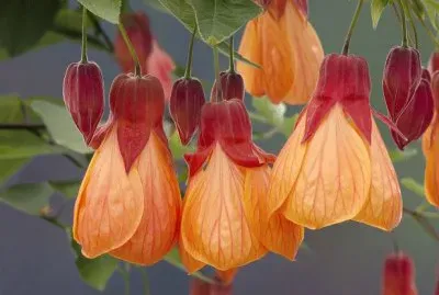 abutilon jigsaw puzzle