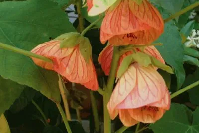 abutilon jigsaw puzzle