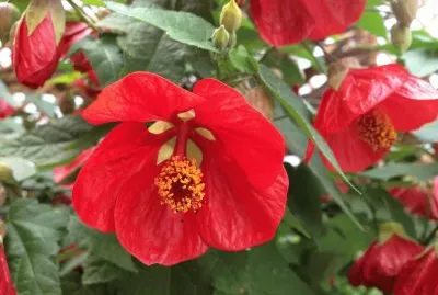 abutilon jigsaw puzzle