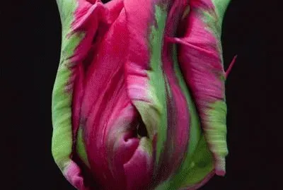 Parrot Tulip