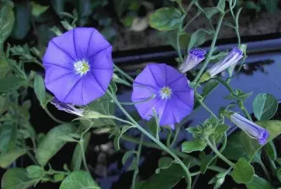 liseron