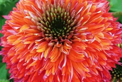Raspberry Coneflower