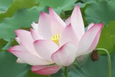 è·èŠ±