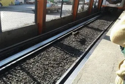 פאזל של Sucedio en el metro