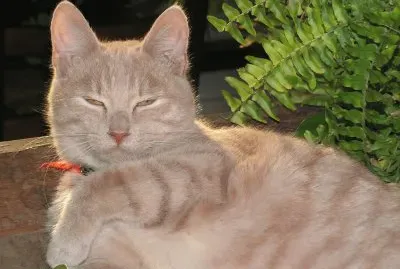 פאזל של mon chat